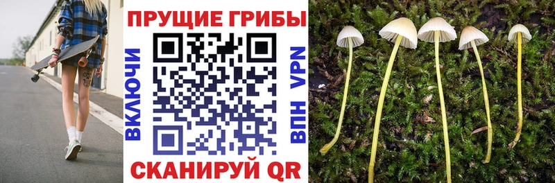 Галлюциногенные грибы Psilocybe  Каргат 